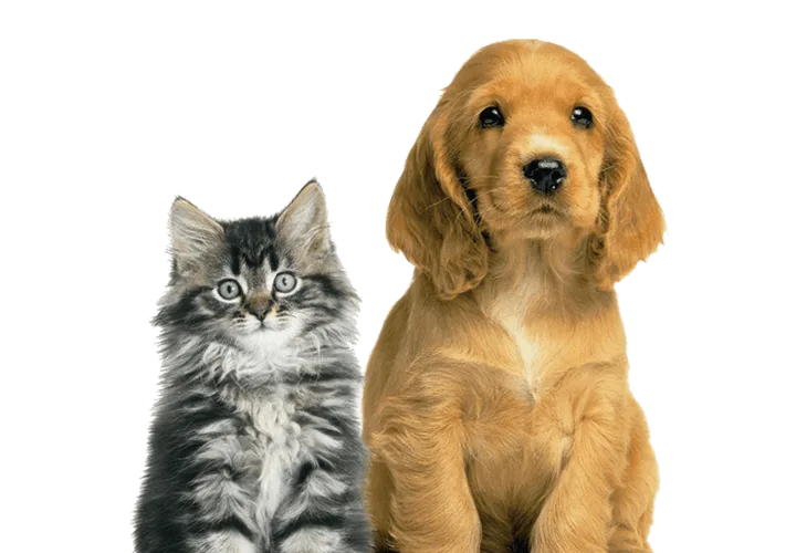 A cat and a dog together